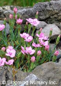 Dianthus simulans